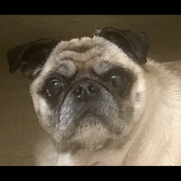 theprettypug